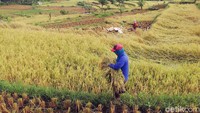 Pemandangan hamparan sawah yang siap dipanen.