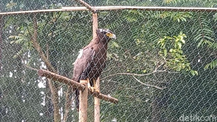 Pelepasliaran burung elang dan kucing hutan di Gunung Ciremai, Majalengka.