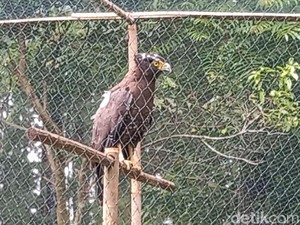 4 Elang-Kucing Hutan Dilepasliarkan di Hutan Kawasan Gunung Ciremai