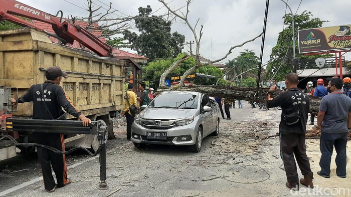 Pohon tumbang timpa mobil di Pekanbaru
