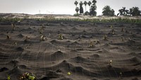 Perkebunan pisang tertutup abu vulkanik dari gunung berapi di pulau Canary La Palma, Spanyol, Rabu (27/10/2021).  