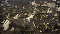 Abu vulkanik gunung berapi tersebut telah menyelimuti pemukiman dan perkebunan warga.  