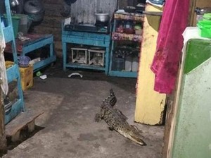 Viral Seekor Buaya Tiba-tiba Muncul di Rumah Warga Pasangkayu Sulbar