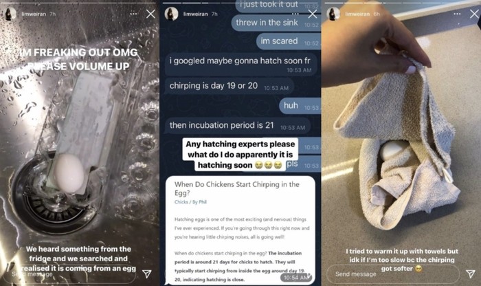 Dengar Suara Aneh dari Telur, Wanita Ini Kaget dengan Temuannya! Dengar Suara Aneh dari Telur, Wanita Ini Kaget dengan Temuannya!