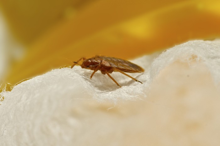 A macro Photo of a bed bug
