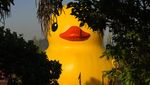 Lucu Banget, Ada Bebek Raksasa Ngapung di Danau Chile