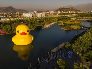 Lucu Banget, Ada Bebek Raksasa Ngapung di Danau Chile