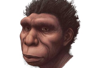 Sejarah Nenek Moyang Manusia Bisa Berubah Karena Homo Bodoensis