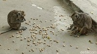 Seorang warga Tulungagung Subekti, mengatakan cerita pesugihan di Ngujang sudah ada sejak lama. Bahkan menurutnya kabar tersebut juga tersiar hingga luar daerah.
