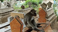 Terkadang monyet ini muncul dan tampak bermain hingga di pinggir jalan, namun suatu saat tidak muncul sama sekali meski diiming-imingi makanan.