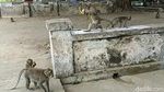 Penampakan Monyet yang Disebut Jelmaan Pesugihan di TPU Ngujang Tulungagung