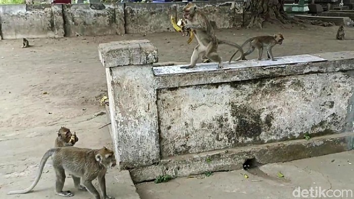 TPU Ngujang Tulungagung yang dihuni ratusan monyet dikenal masyarakat luas sebagai salah satu tempat pencari pesugihan. Konon monyet-monyet di situ jelmaan pencari pesugihan.