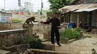Di kalangan masyarakat Tulungagung banyak yang menyebutkan, monyet-monyet Ngujang keramat. Karena monyet Ngujang hidup di tengah kuburan itu kadang menghilang dan tak terlihat sama sekali aktivitasnya.
