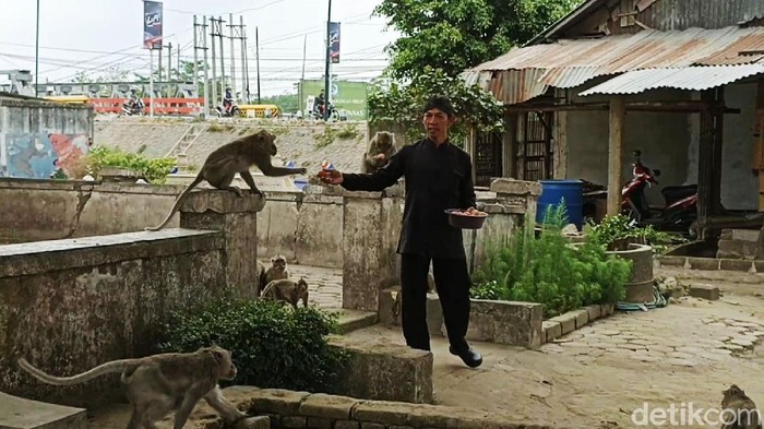 Monyet-moyet di TPU Ngujang Tulungagung Ini Disebut Jelmaan Pesugihan TPU Ngujang Tulungagung yang dihuni ratusan monyet dikenal masyarakat luas sebagai salah satu tempat pencari pesugihan. Konon monyet-monyet di situ jelmaan pencari pesugihan.