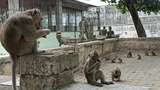 Kawanan Monyet Hidup di Tengah Kuburan Ngujang Tulungagung Dianggap Keramat
