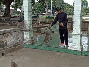 Monyet Hidup di Tengah Kuburan Ngujang Tulungagung Disebut Jelmaan Pesugihan