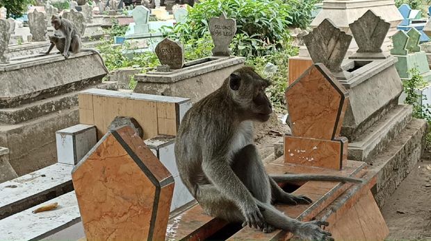 monyet ngujang tulungagung hidup di tengah kuburan