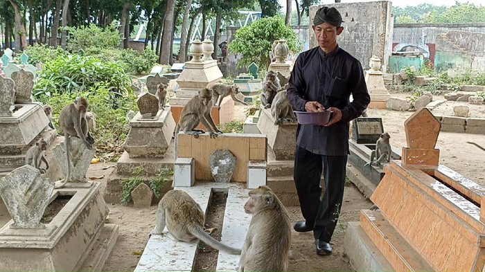 monyet ngujang tulungagung hidup di tengah kuburan