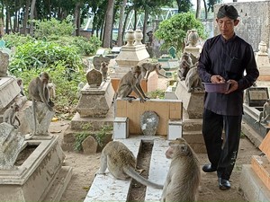 Kawanan Monyet Liar Ini Hidup di Tengah Kuburan Ngujang Tulungagung