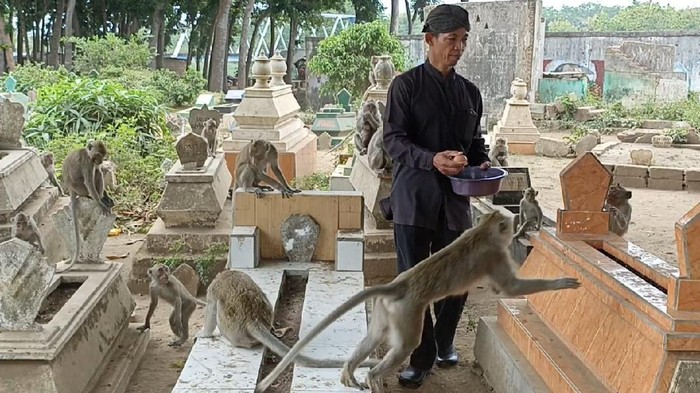 monyet ngujang tulungagung hidup di tengah kuburan