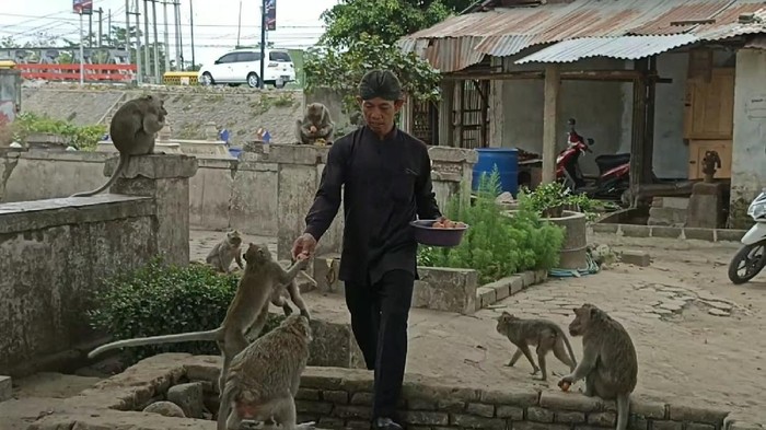 monyet ngujang tulungagung hidup di tengah kuburan
