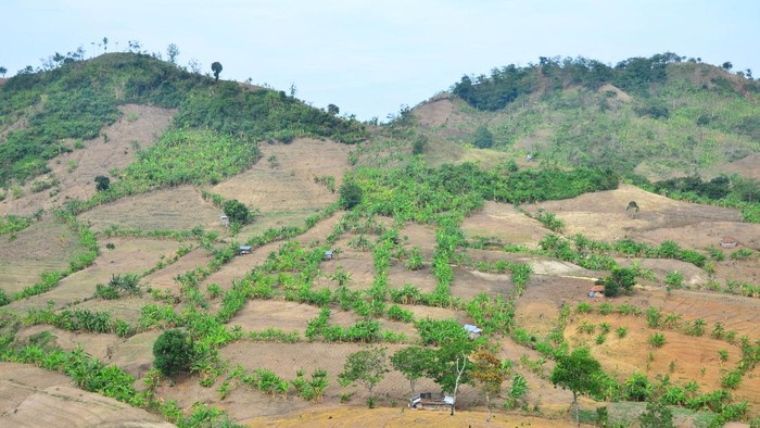 Kondisi kawasan hutan yang gersang di pegunungan Patiayam, Jekulo, Kudus, Jawa Tengah, Kamis (28/10/2021). Menurut warga, kawasan yang dahulu hutan subur dan banyak pohon tersebut saat ini kondisinya gersang dan gundul hingga 80 persen akibat maraknya pembalakan liar, sehingga berpotensi mengakibatkan bencana alam erosi, banjir hingga longsor serta mengancam keberadaan satwa liar di tempat  itu. ANTARA FOTO/Yusuf Nugroho/foc.