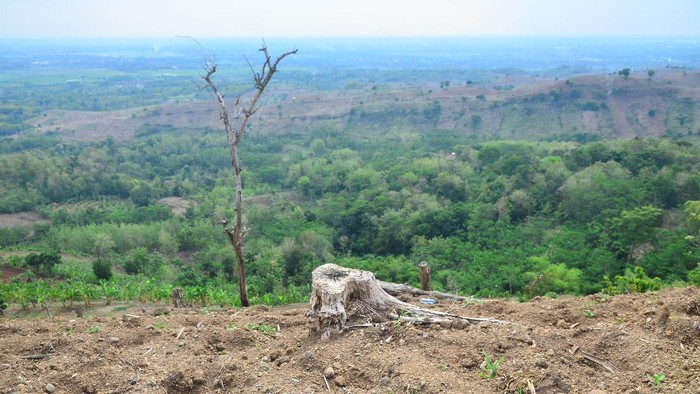 PEGUNUNGAN PATIAYAM BUTUH PENGHIJAUAN Kondisi kawasan hutan yang gersang di pegunungan Patiayam, Jekulo, Kudus, Jawa Tengah, Kamis (28/10/2021). Menurut warga, kawasan yang dahulu hutan subur dan banyak pohon tersebut saat ini kondisinya gersang dan gundul hingga 80 persen akibat maraknya pembalakan liar, sehingga berpotensi mengakibatkan bencana alam erosi, banjir hingga longsor serta mengancam keberadaan satwa liar di tempat itu. ANTARA FOTO/Yusuf Nugroho/foc.