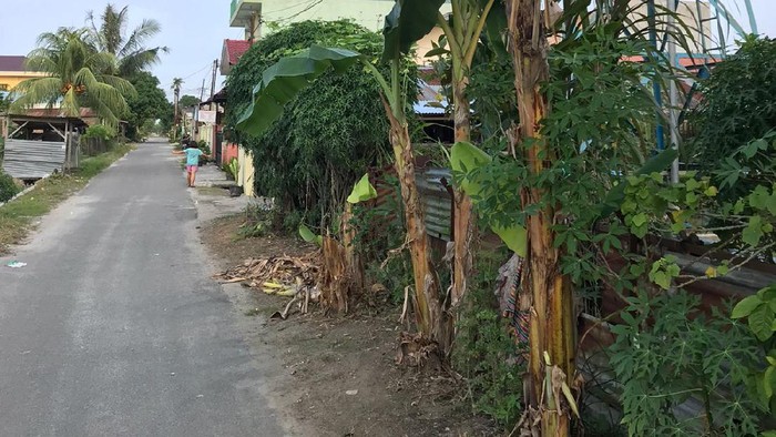 Pohon pisang warga di Deli Serdang dipukul bocah yang tiru Salam dari Binjai (dok. Istimewa)