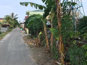 Buntut Panjang Salam dari Binjai Bikin Banyak Pohon Pisang Tumbang