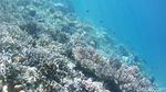 Secuil Surga Bawah Laut Desa Wisata Arborek Raja Ampat
