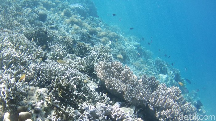 Secuil Surga Bawah Laut Desa Wisata Arborek Raja Ampat Desa Arborek adalah salah satu pelopor desa-desa yang menjunjung tinggi konservasi secara adat. Arborek dikaruniai keindahan bawah laut yang luar biasa.