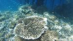 Secuil Surga Bawah Laut Desa Wisata Arborek Raja Ampat
