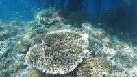 Koral warna-warni, beragam jenis ikan, bahkan kuda laut bisa ditemukan di sini.