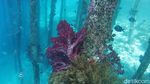 Secuil Surga Bawah Laut Desa Wisata Arborek Raja Ampat