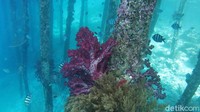 Biota laut dan terumbu karang sudah dapat disaksikan wisatawan begitu speedboat merapat di dermaga Arborek.