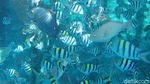 Secuil Surga Bawah Laut Desa Wisata Arborek Raja Ampat