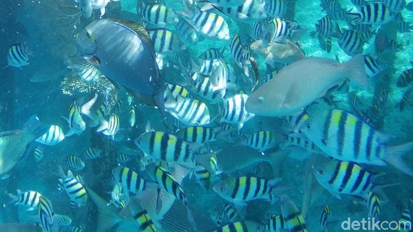 Ikan-ikan cantik berwarna warni menyambut pengunjung di kampung wisata ini. 
