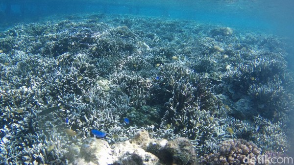 Raja Ampat kaya akan ekosistem terumbu karang, ikan, biota laut, lamun dan manggrove. Terdapat ribuan jenis ikan dan ratusan terumbu karang. 