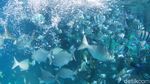 Secuil Surga Bawah Laut Desa Wisata Arborek Raja Ampat