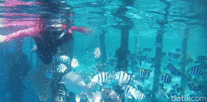 Secuil Surga Bawah Laut Desa Wisata Arborek Raja Ampat