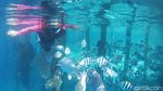 Secuil Surga Bawah Laut Desa Wisata Arborek Raja Ampat