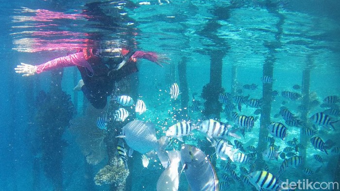 Secuil Surga Bawah Laut Desa Wisata Arborek Raja Ampat Desa Arborek adalah salah satu pelopor desa-desa yang menjunjung tinggi konservasi secara adat. Arborek dikaruniai keindahan bawah laut yang luar biasa.