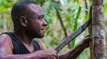 Kerja Keras Dibalik Suvenir Lukisan Kulit Kayu Khas Papua