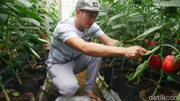 Wisnu petani muda asal Bandung Barat.
