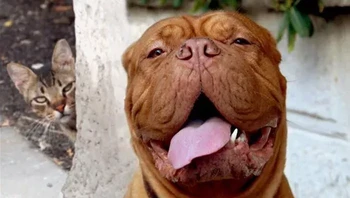 Dia nggak tahu aja, dagingnya gua makan, ucap si kucing. Foto: (dok Live About).