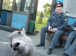 Foto Lucu Ekspresi Hewan Saat Tertangkap Kamera