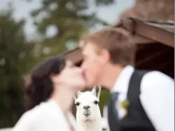 Foto Lucu Ekspresi Hewan Saat Tertangkap Kamera