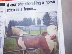 Foto Lucu Ekspresi Hewan Saat Tertangkap Kamera