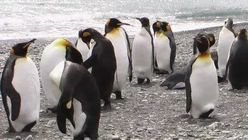 Hello guys. Foto: (dok Live About).