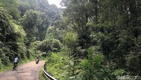 Melintasi hutan sebelum mencapai kebun teh Cianten. Hutan tropis ini masih rimbun dan sunyi. Yang Yang terdengar hanya suara kendaraan yang melintas, itu pun tidak banyak.